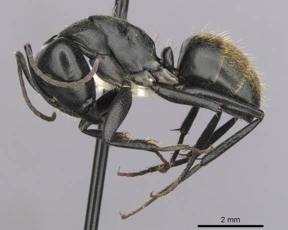 Camponotus aeneopilosus