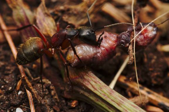 Camponotus chromaiodes