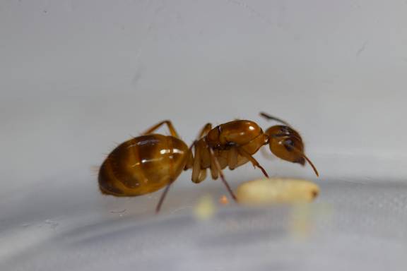 Camponotus festiantus