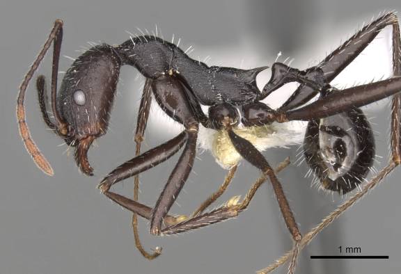 Aphaenogaster iberica