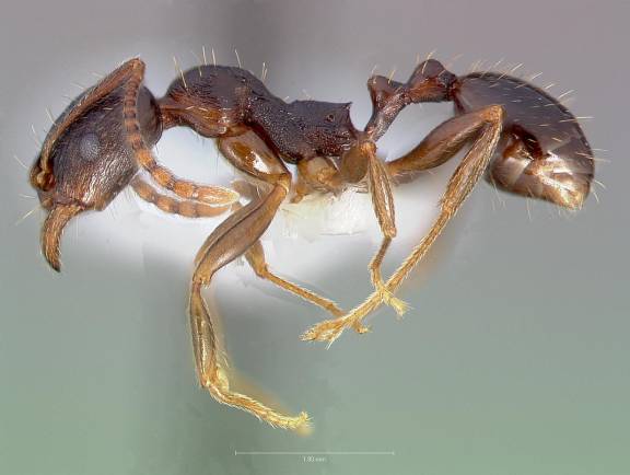 Aphaenogaster occidentalis