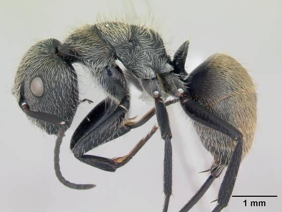 Camponotus arboreus