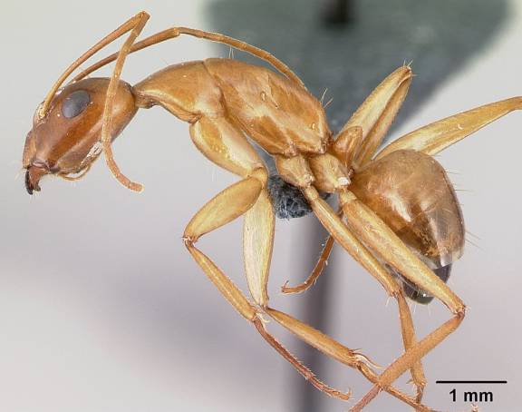 Camponotus baldaccii
