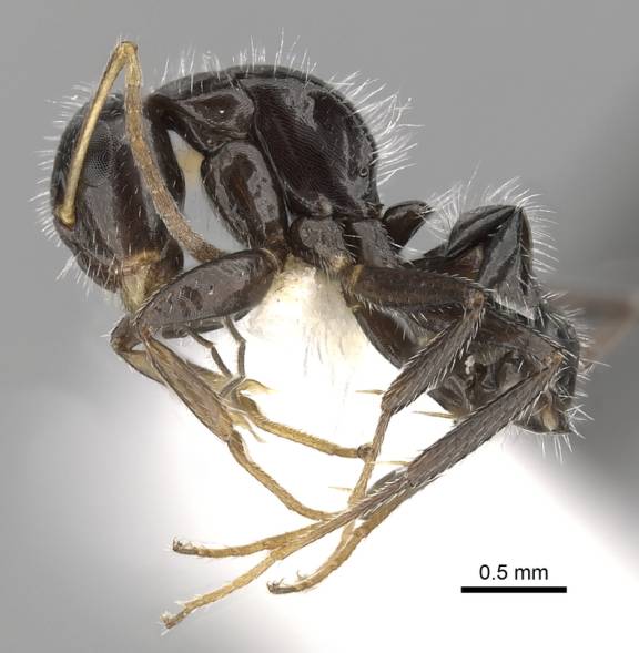 Camponotus brevis