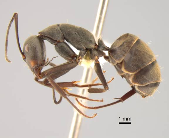 Camponotus dolendus