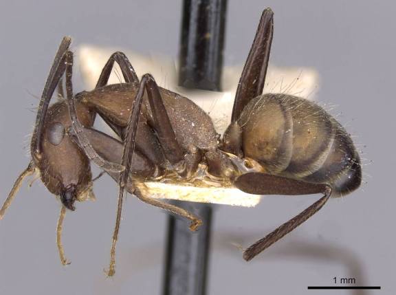 Camponotus exiguoguttatus