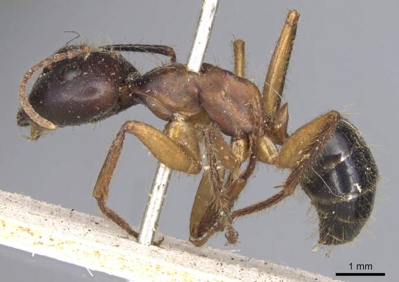 Camponotus fervidus