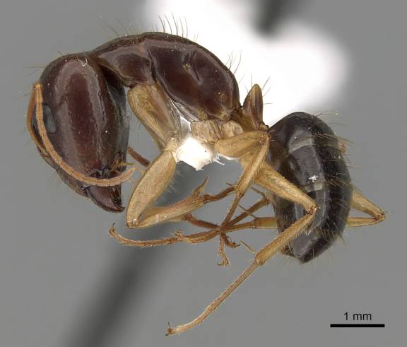 Camponotus humilior
