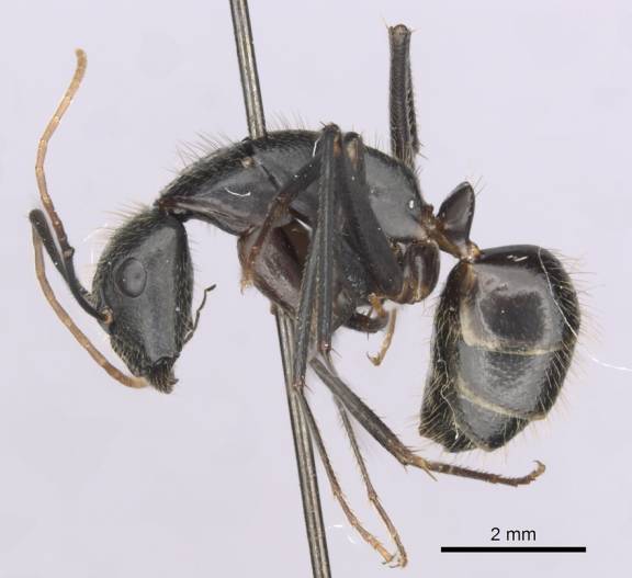 Camponotus laconicus