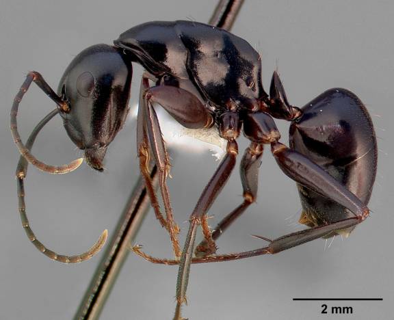 Camponotus laevigatus