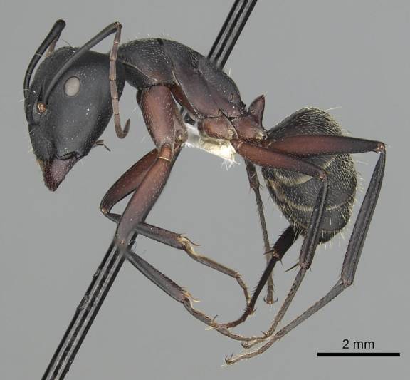 Camponotus pexus
