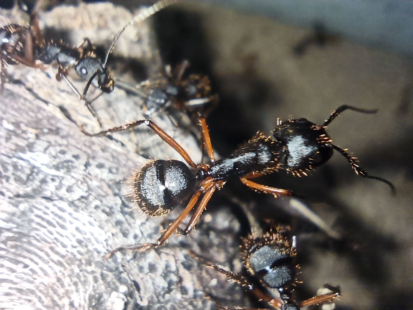 Camponotus brasiliensis worker in formicarium