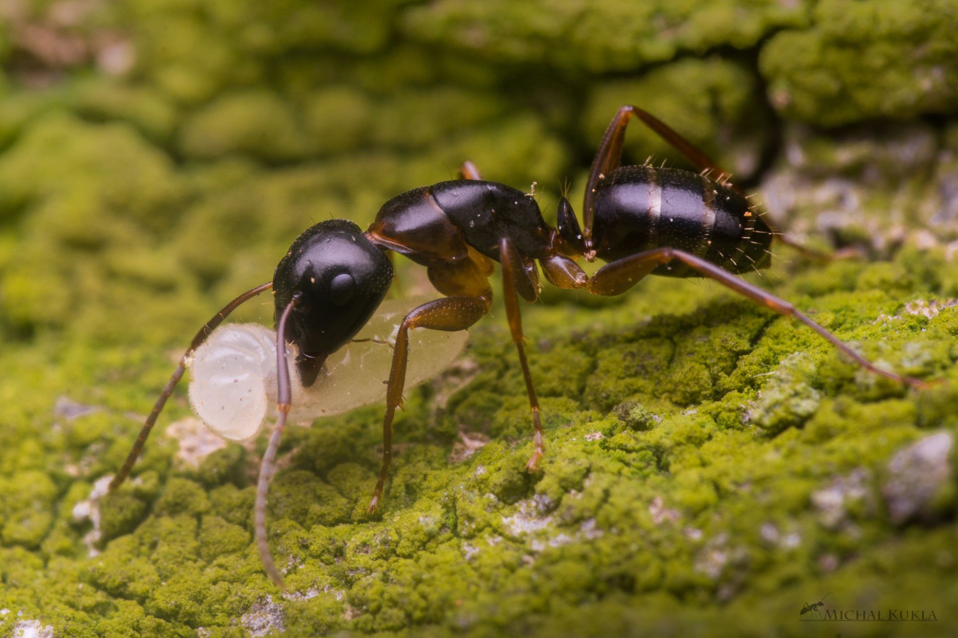 Camponotus fallax with larva