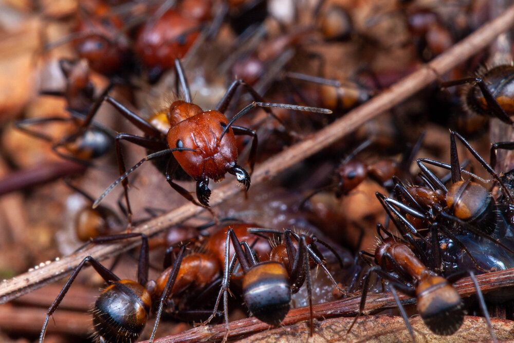Camponotus nicobarensis hunting in Macau forest
