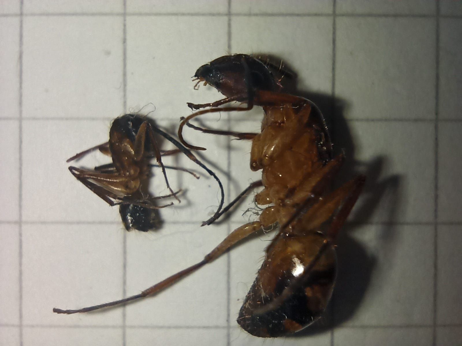 Death Camponotus substitutus Queen and worker
