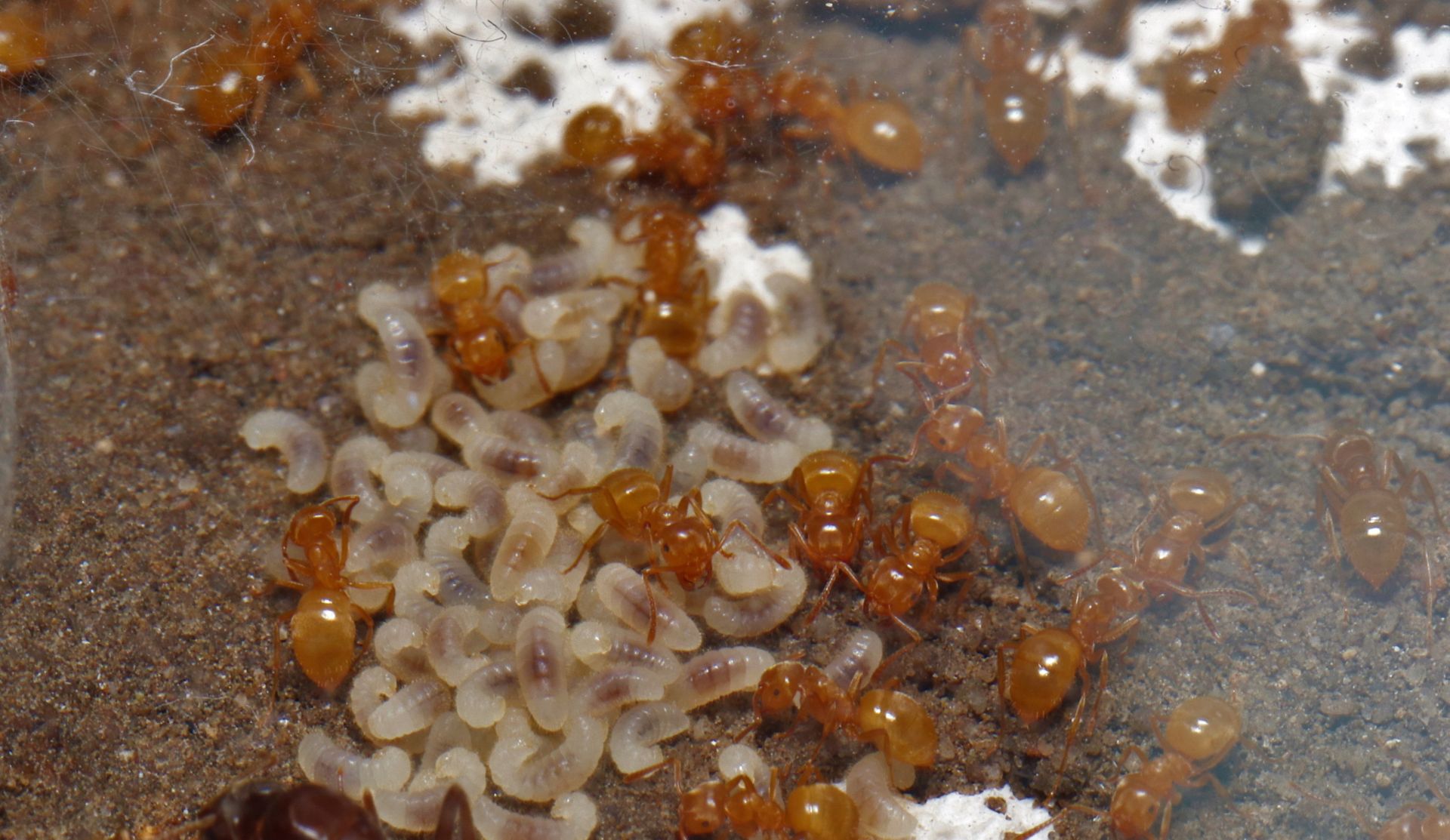 Lasius umbratus queen with workers and breed
