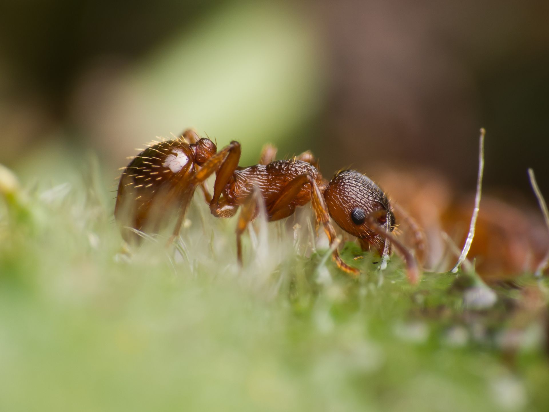 Myrmica sp. worker, lateral view
