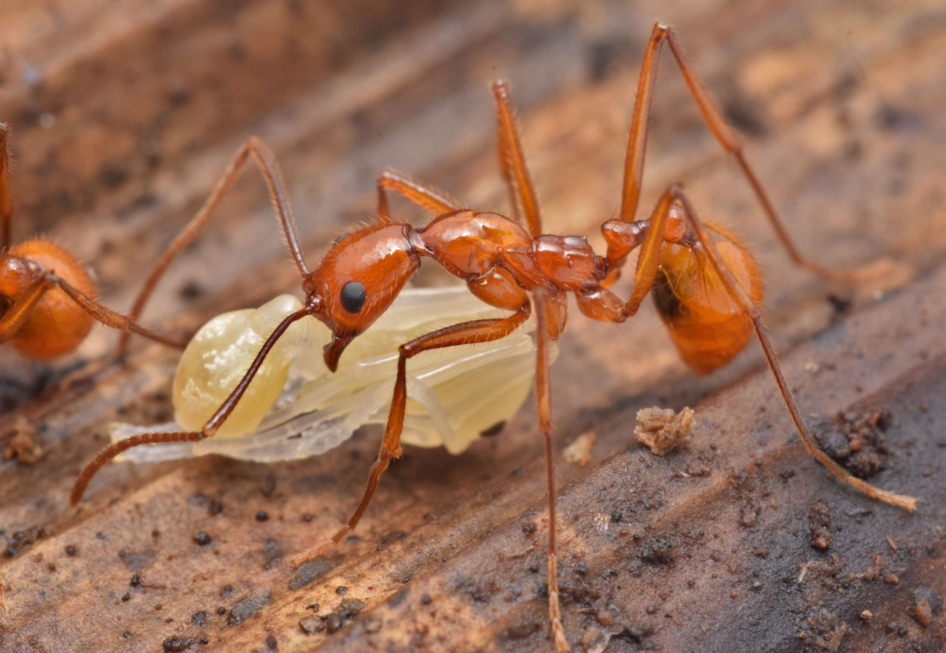 Temnothorax nylanderi nest insight