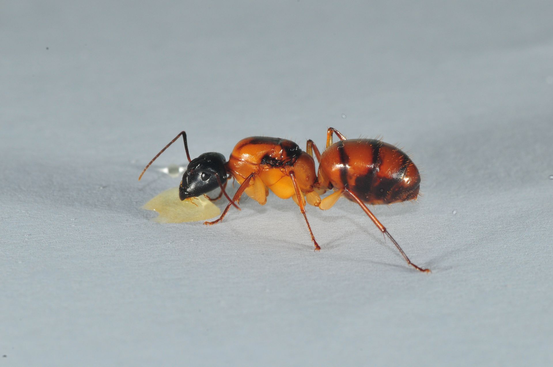 Florida Carpenter Ant - Camponotus Floridanus