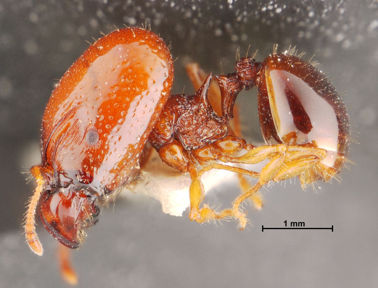 Acanthomyrmex thailandensis | AntCheck.info