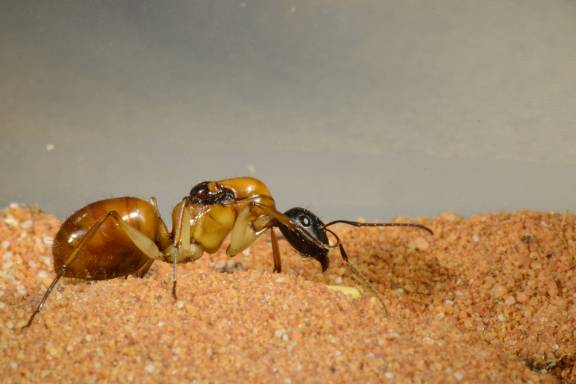 Myrmoxenus ravouxi