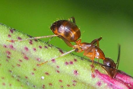 Camponotus irritans