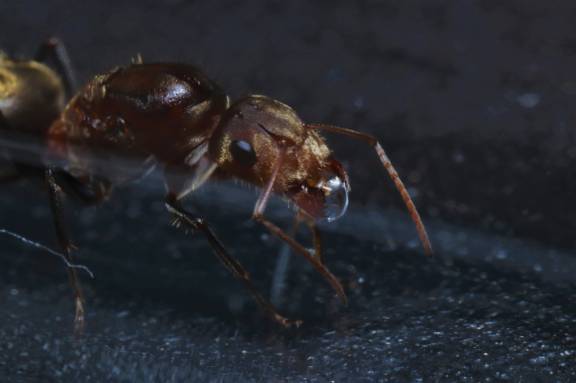 Camponotus rosariensis