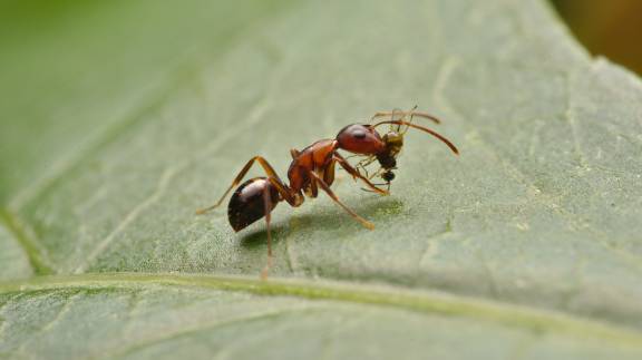 Camponotus subbarbatus