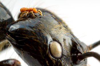 Myrmoxenus ravouxi