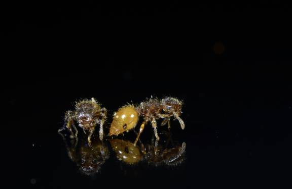 Myrmoxenus ravouxi