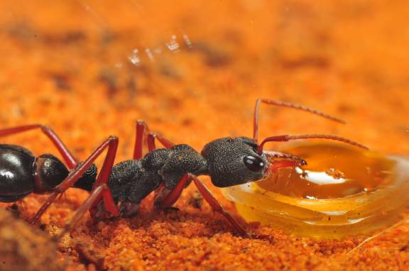 Myrmoxenus ravouxi