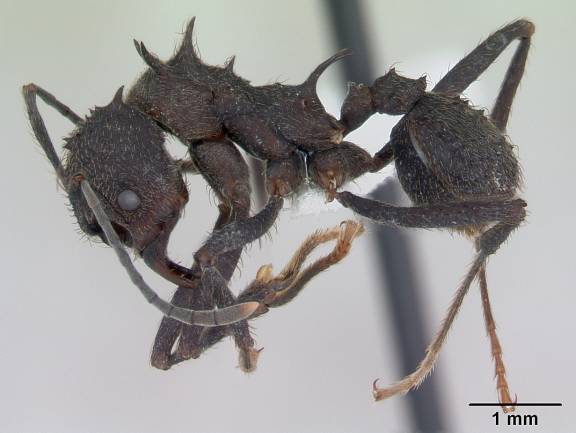 Acromyrmex lundii