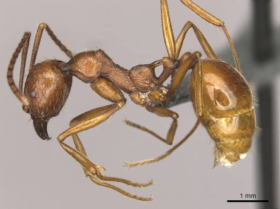 Aphaenogaster cardenai