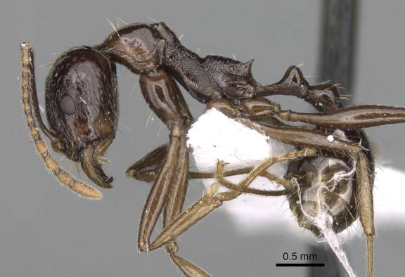 Aphaenogaster cristata