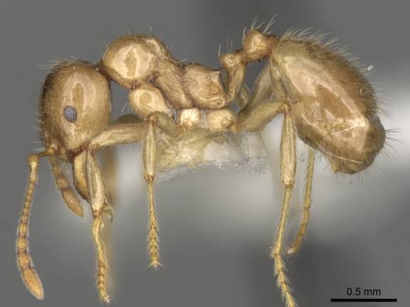 Aphaenogaster dulcineae