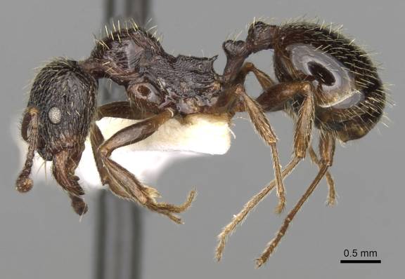 Aphaenogaster epirotes