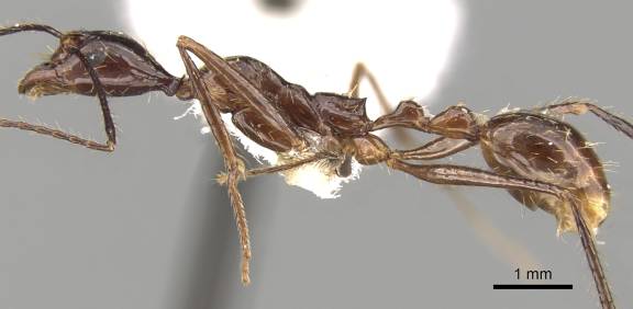 Aphaenogaster feae