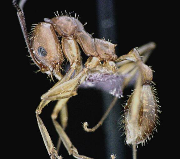 Aphaenogaster floridana