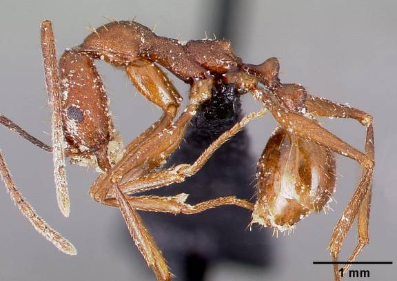 Aphaenogaster huachucana