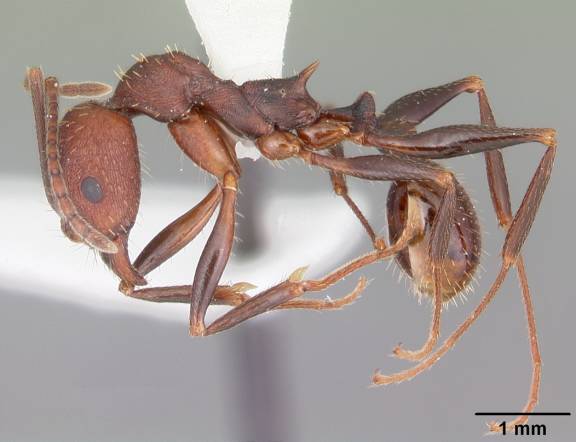 Aphaenogaster lamellidens