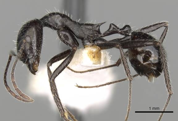 Aphaenogaster spinosa