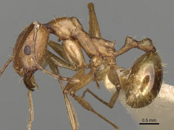 Aphaenogaster splendida
