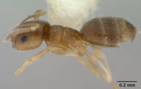 Brachymyrmex giardi