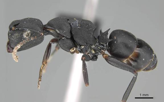 Camponotus aberrans
