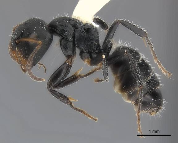 Camponotus abscisus