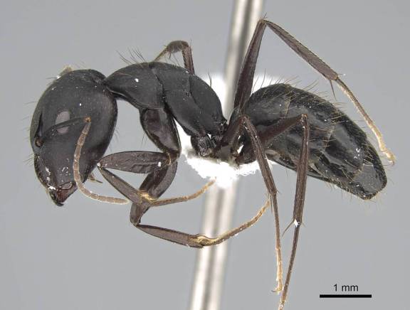 Camponotus acvapimensis