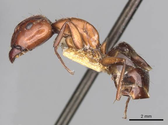 Camponotus alii