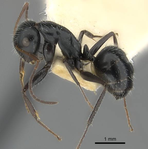 Camponotus andrei