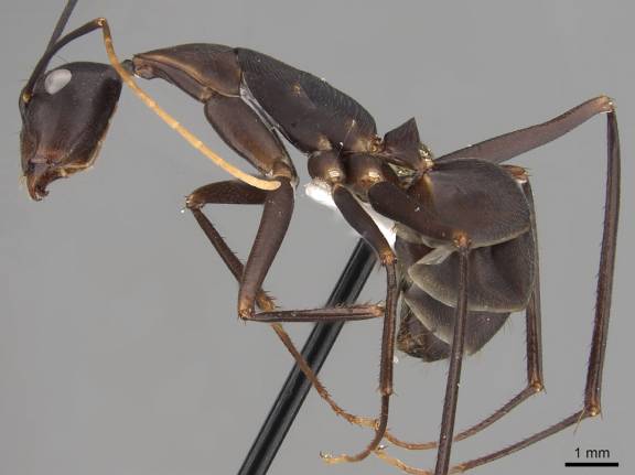 Camponotus angusticollis