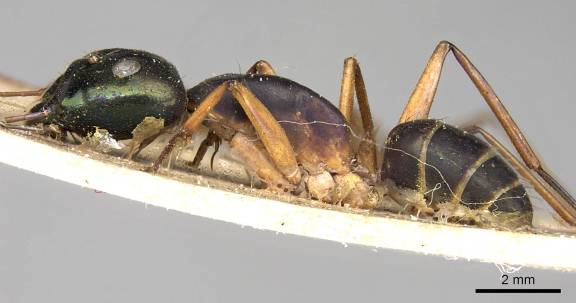 Camponotus arnoldinus